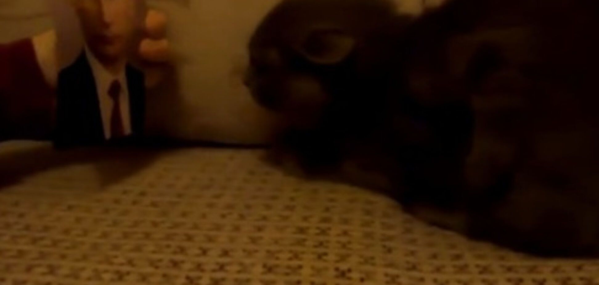 Кот и Владимир Путин