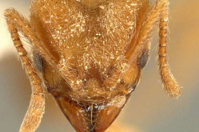 Вид муравьев Sericomyrmex radioheadi