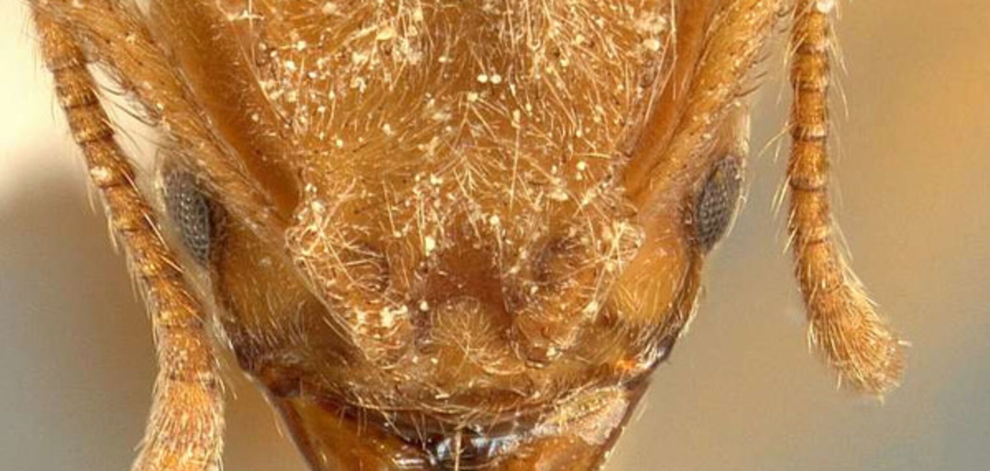 Вид муравьев Sericomyrmex radioheadi