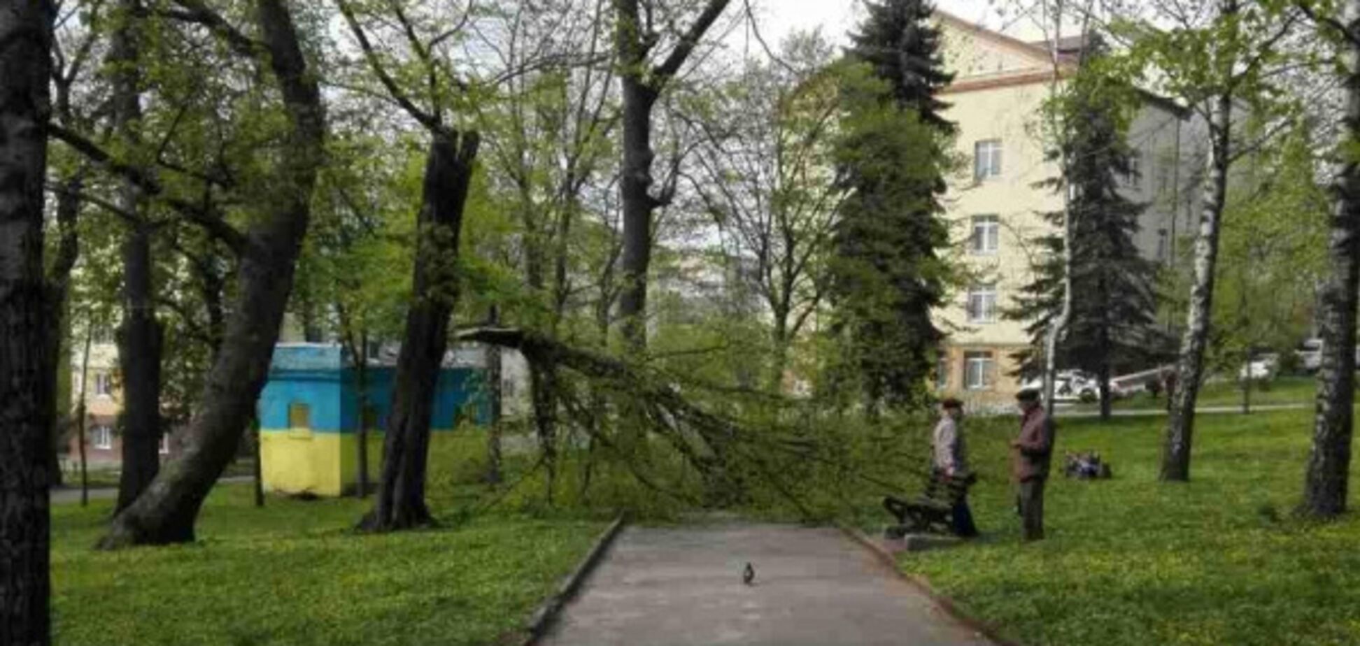 Упавшее дерево