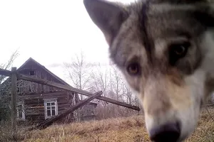 Вовк