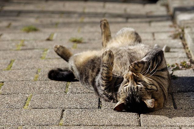 Тепло, сонце і гроза: з'явився прогноз погоди на травневі свята