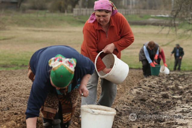 Посадка картоплі-2017: чому ця традиція настільки дорога українцю