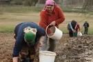 Посадка картофеля-2017: почему эта традиция так дорога украинцу