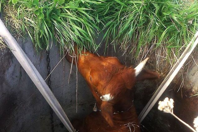 Корова Юлька