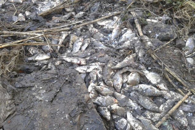 Екокатастрофа в Копичинцях