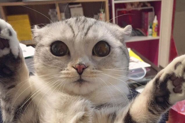 Кошка Ханна