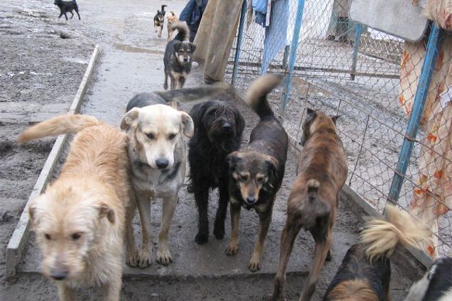 бездомные собаки