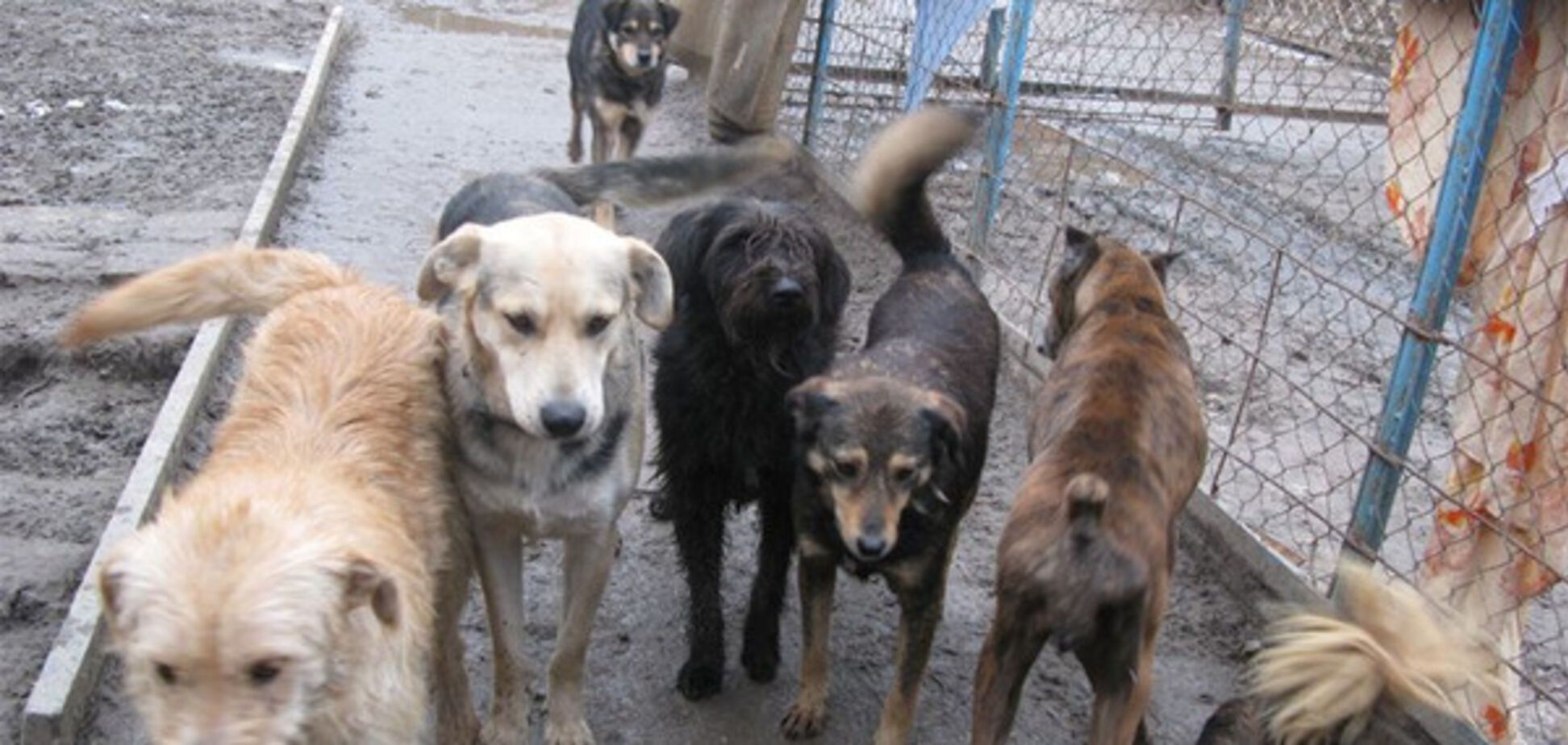 бездомные собаки