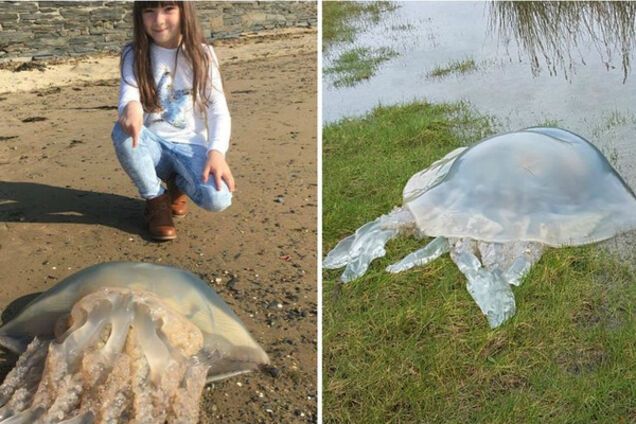 гігантські медузи