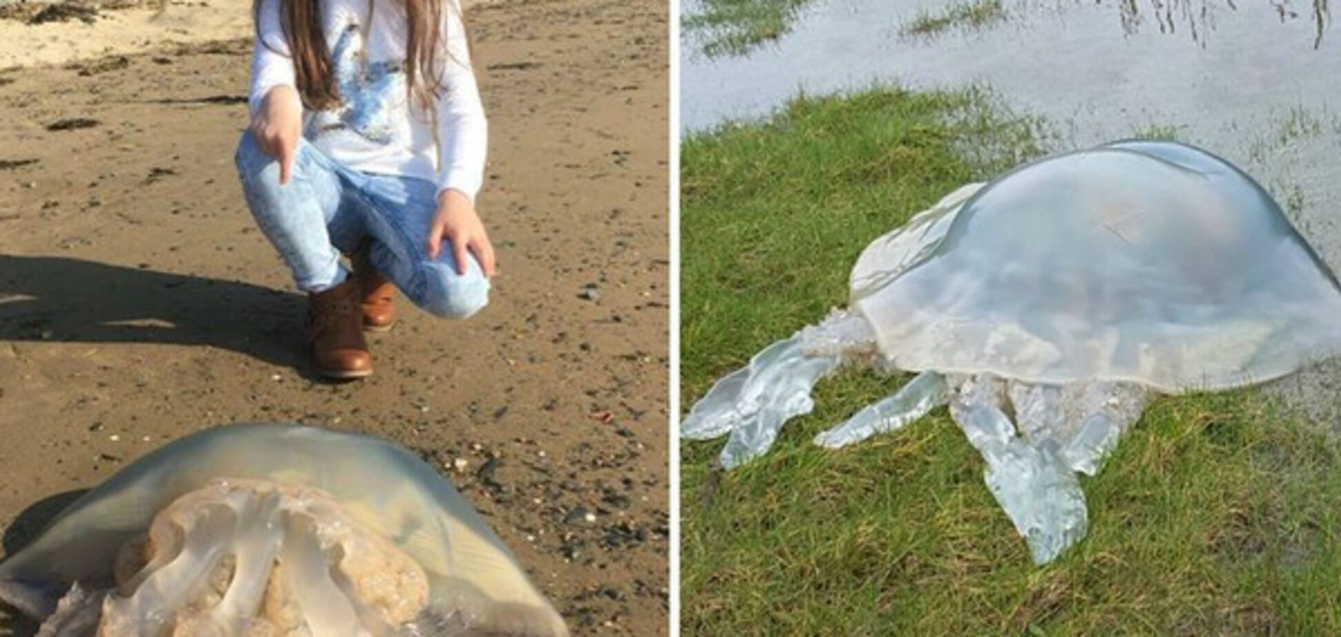 гігантські медузи