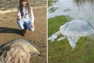 Гигантские медузы