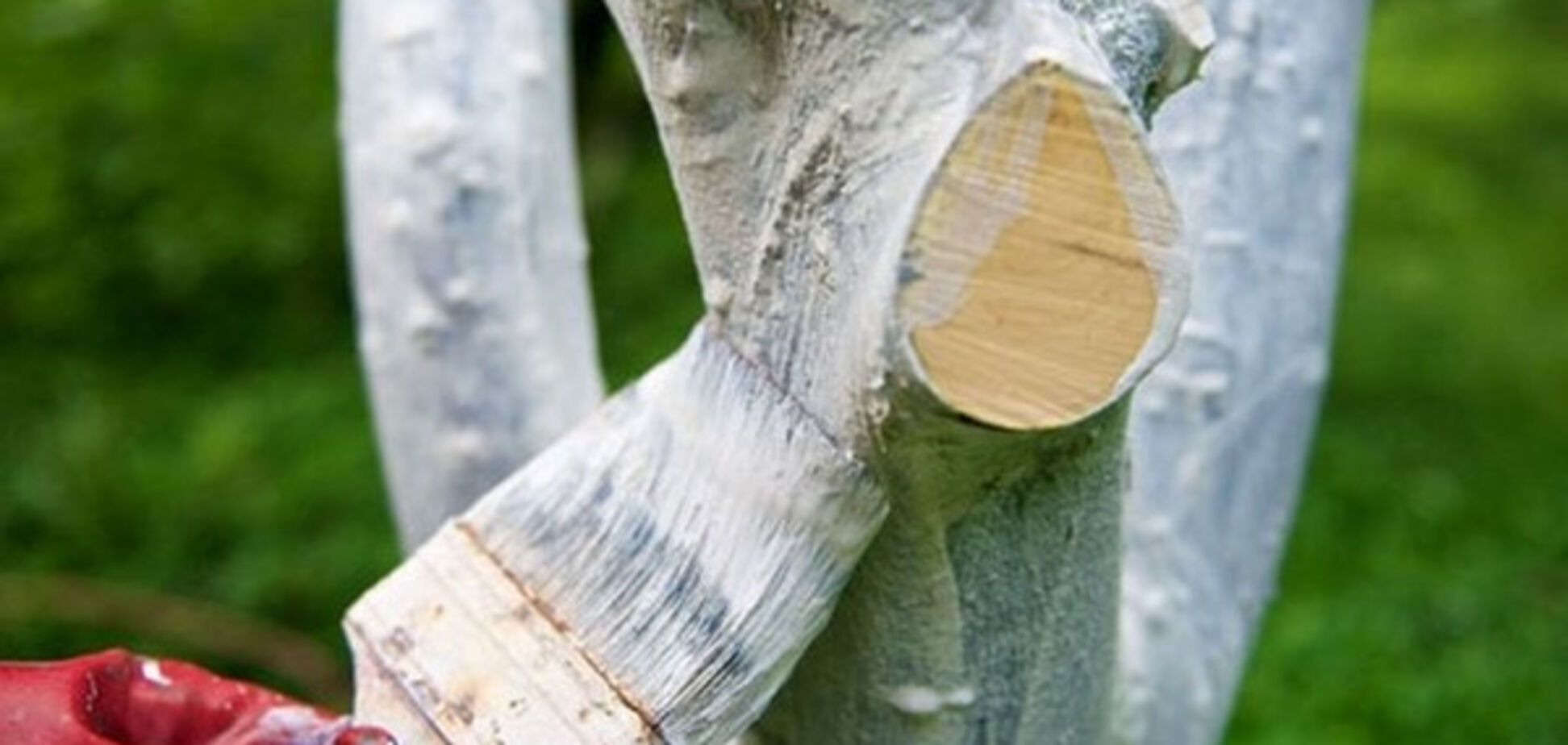 В Киеве запретили белить деревья и бордюры