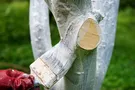 В Киеве запретили белить деревья и бордюры