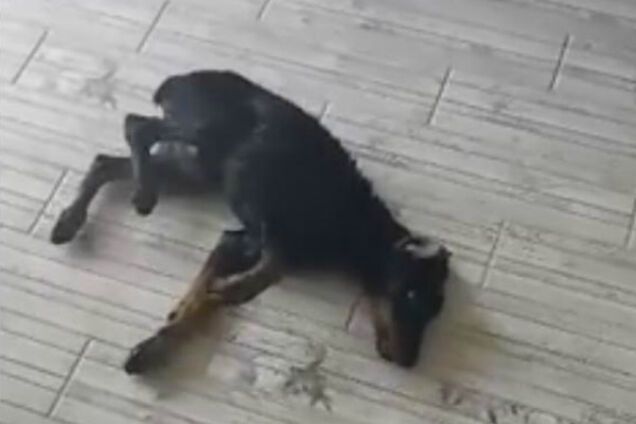 замученный доберман