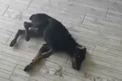 замученный доберман