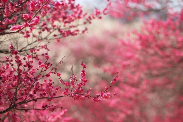 Цветущая сакура