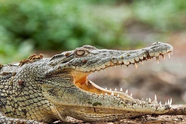 нильский крокодил