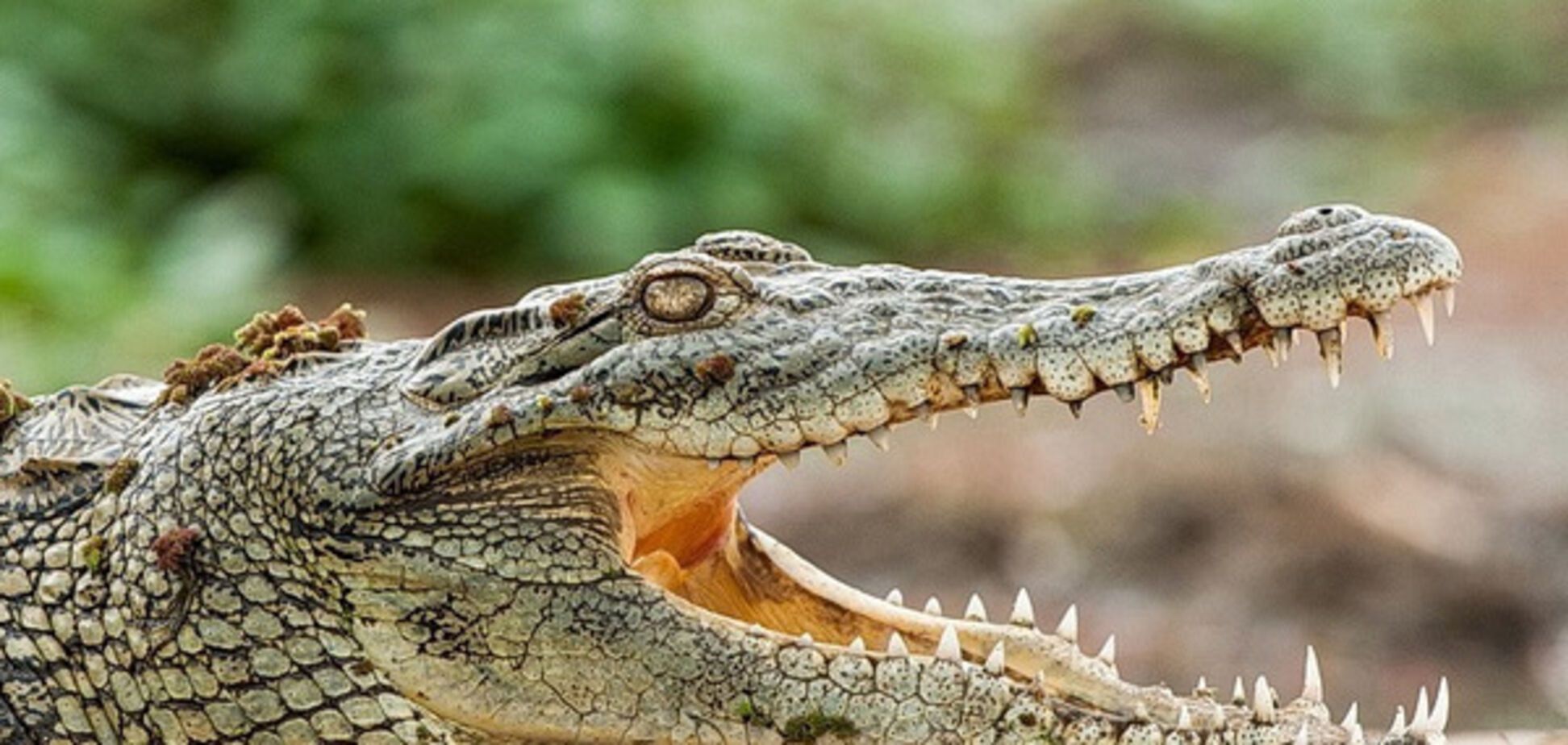 нильский крокодил