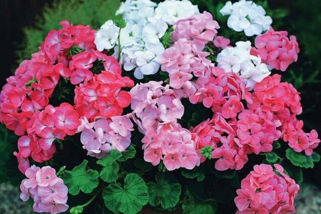 Свойства комнатных растений: выбираем собственного 'помощника'