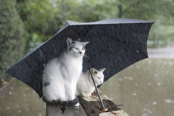 Погода в Украине дождь