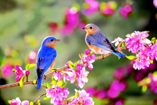 Весна в Украине