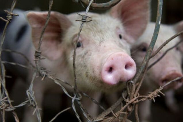 О запрете ввоза свинины на оккупированные территории