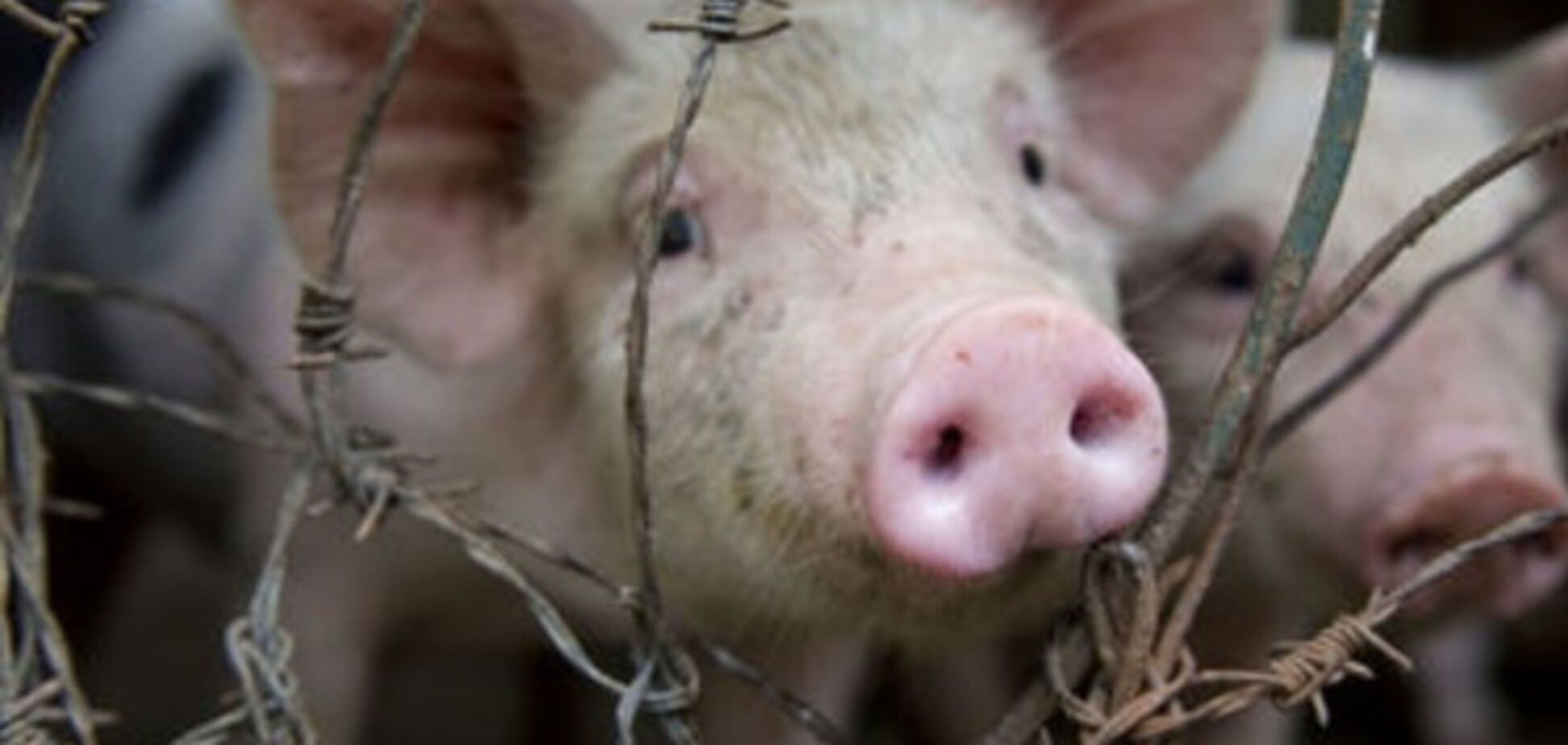 О запрете ввоза свинины на оккупированные территории