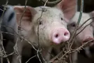 О запрете ввоза свинины на оккупированные территории