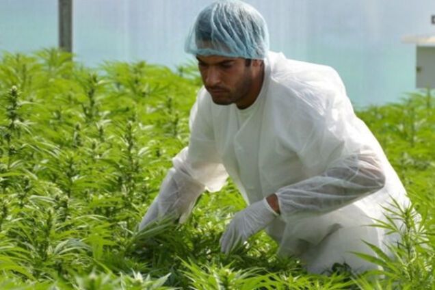 На плантации медицинской марихуаны