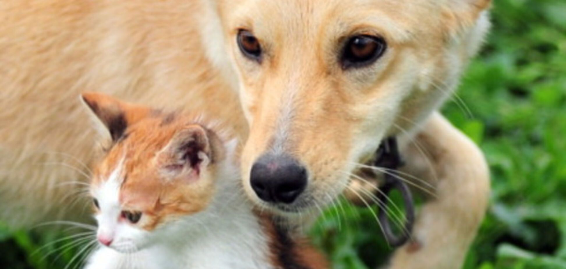 собака, кот