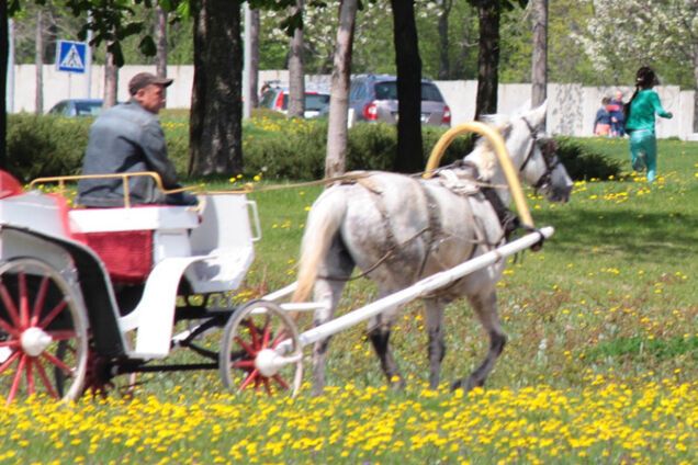 Донбасс Арена лошадь