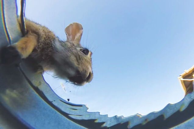 Кролик вода