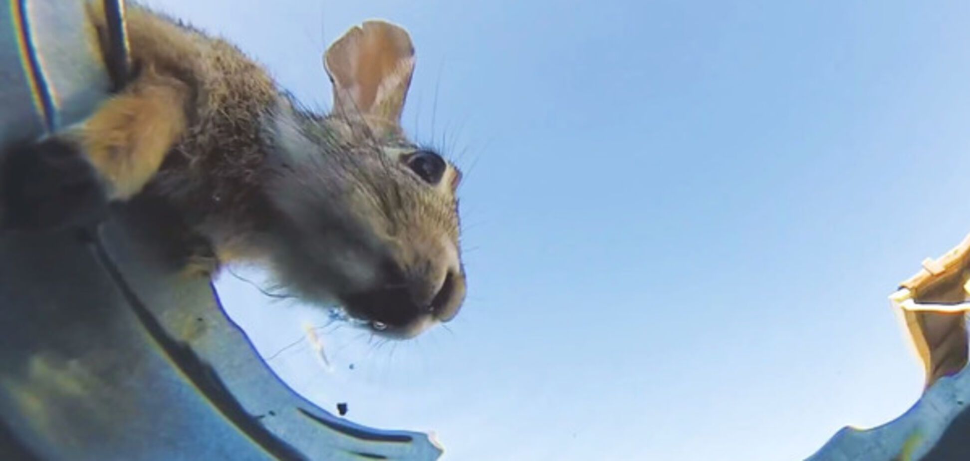 Кролик вода