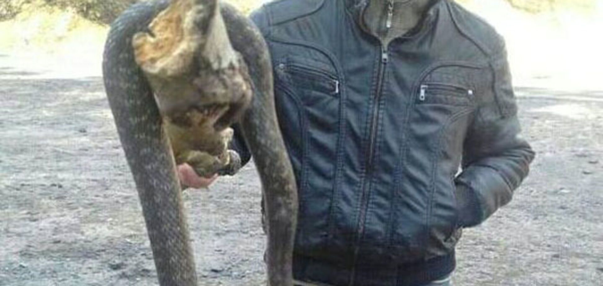 Гигантский уж