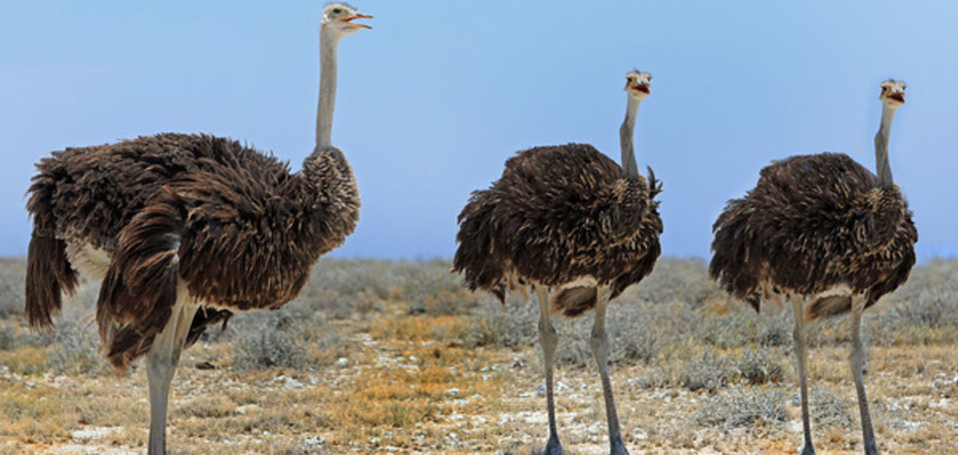 Премия 'Страуса': крымский бумеранг Кисилева и К°, провидец Захарченко, Савченко и 'Евровидение'