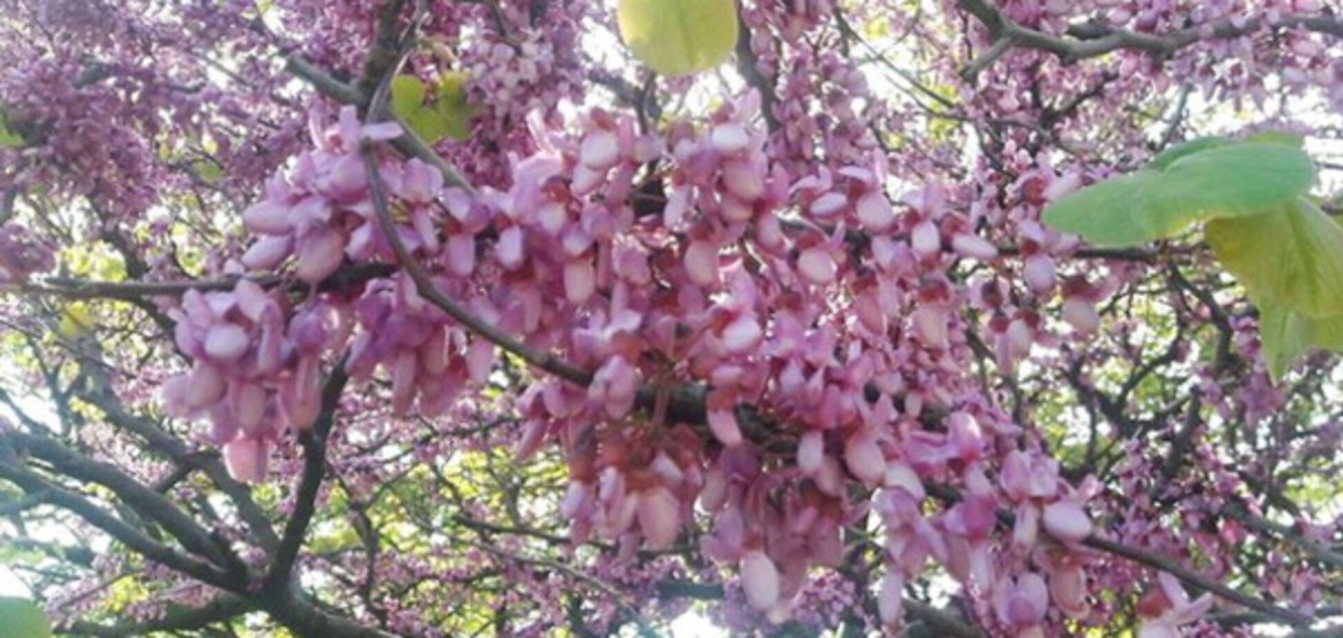Завораживающие фото: в Одессе Иудино дерево вспыхнуло багряным цветом