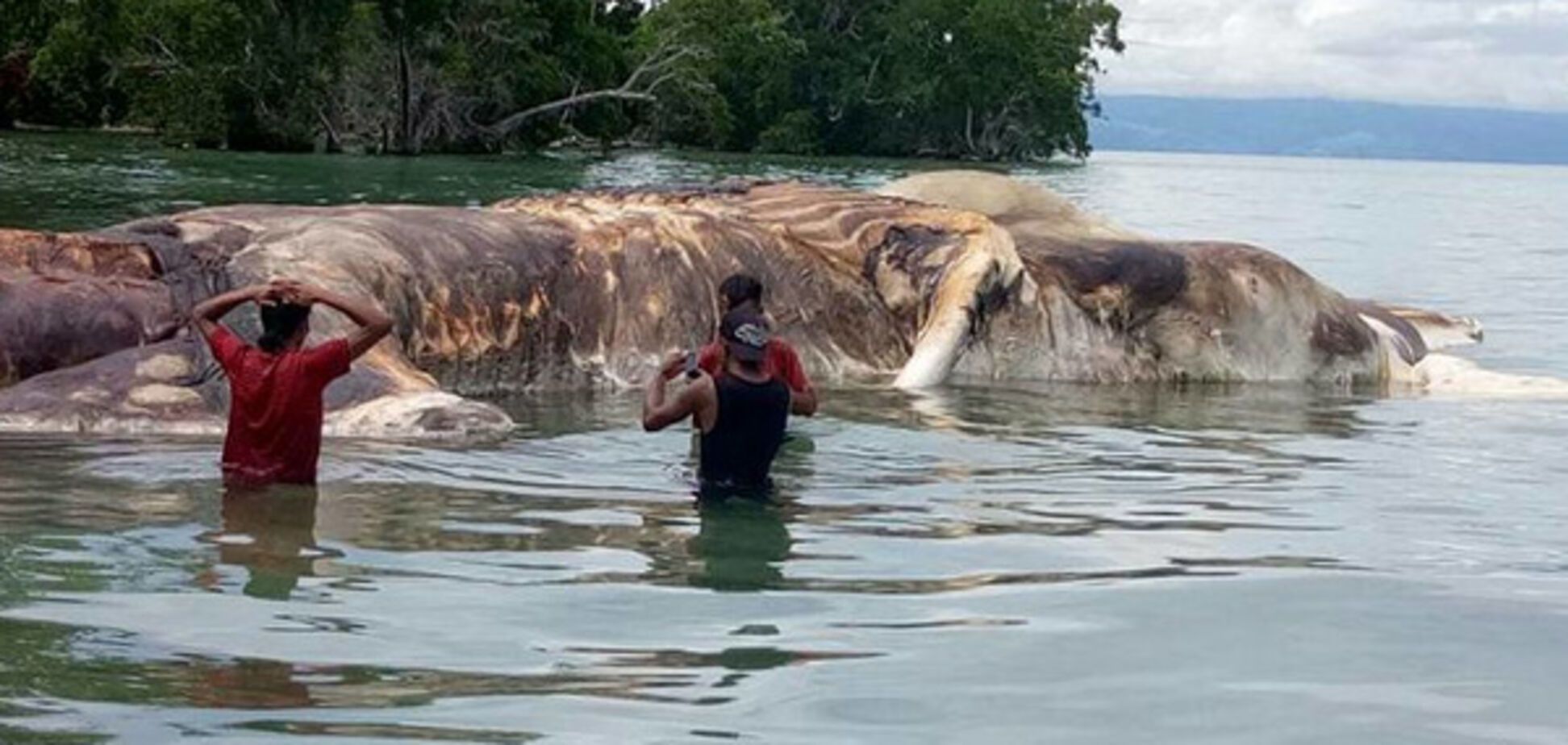 Невідома істота в Індонезії