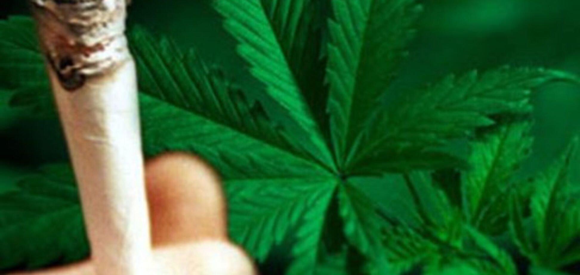 Почитателю марихуаны грозит приличный тюремный срок
