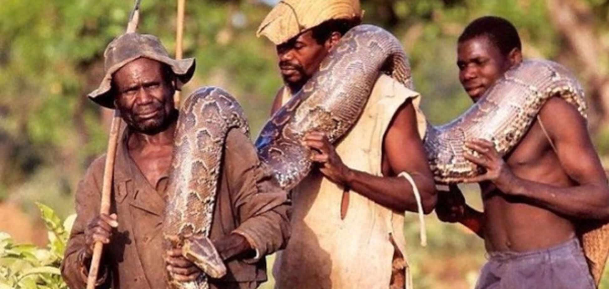 ловля питона