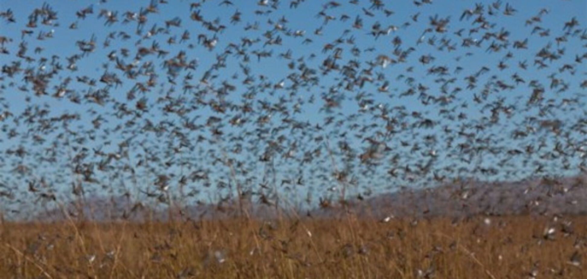 Саранча в Крыму