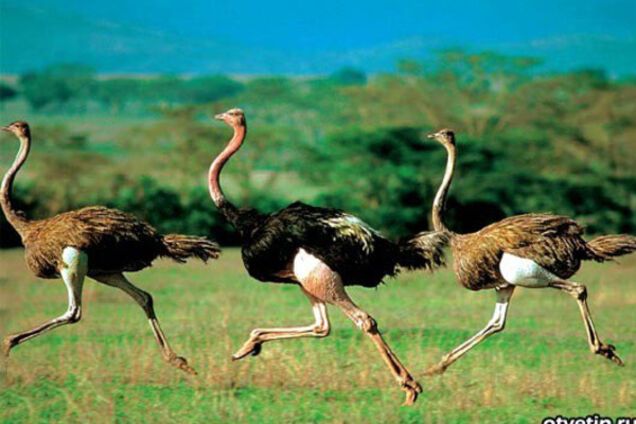 страусы