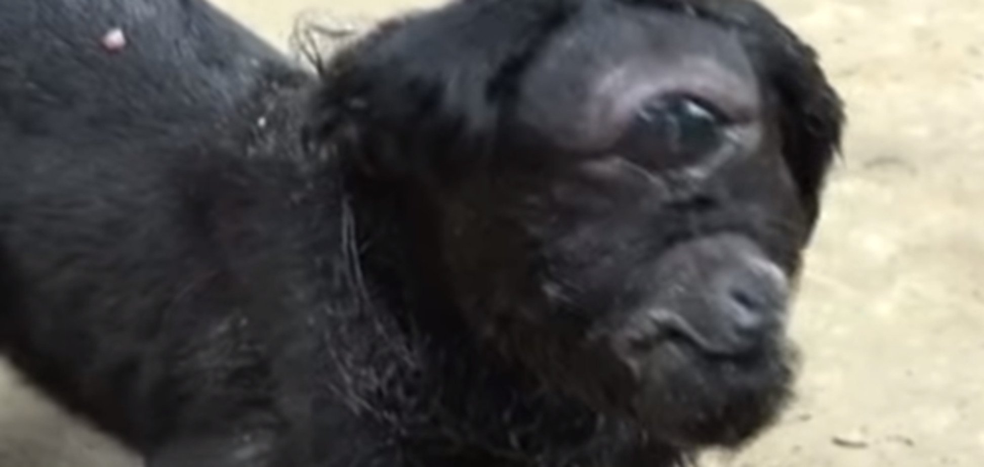 Козленок-циклоп