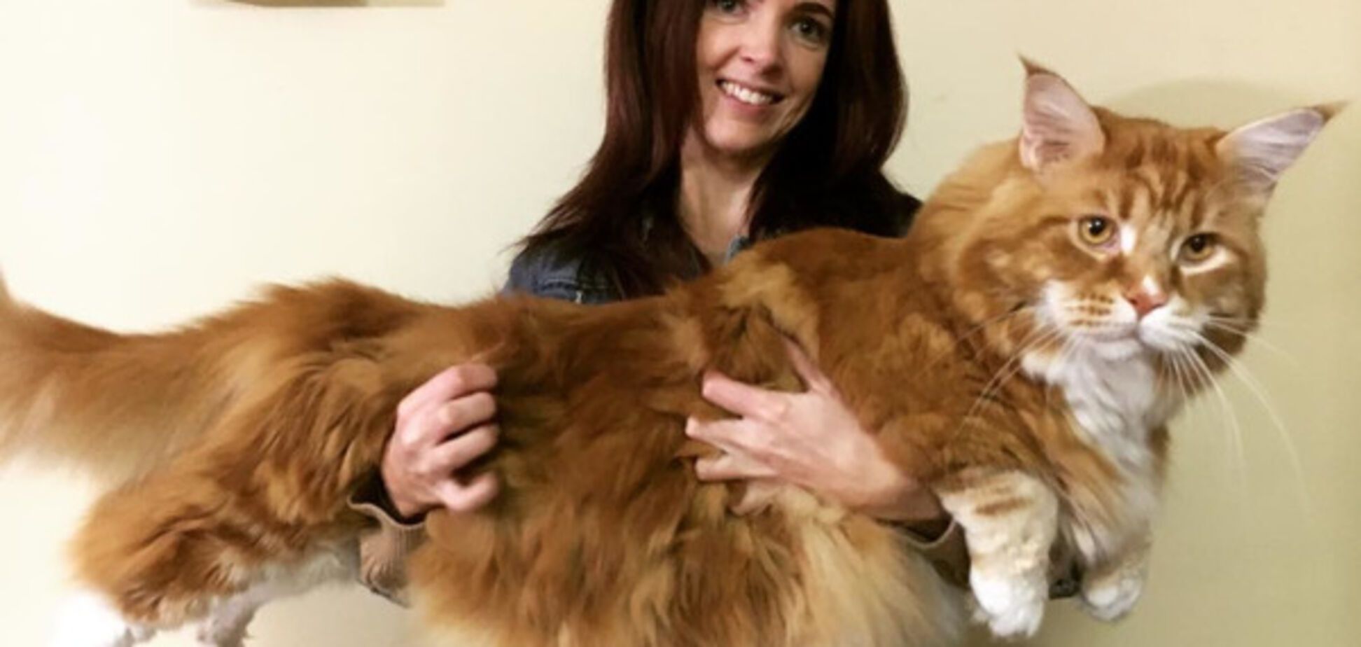 Самый большой в мире кот по кличке Омар