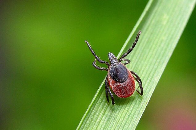 Назван простой способ защитить себя от клещей на природе