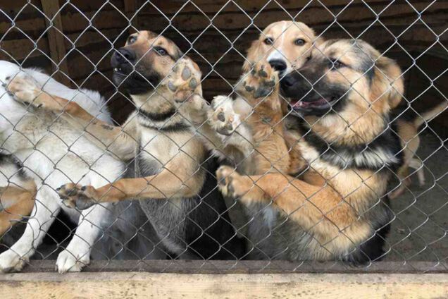 Приют Сириус