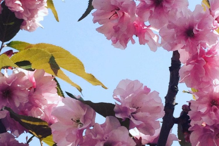 Игры Про Раздевалки Сакуры Игры Про Раздевалки Сакуры