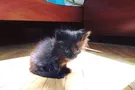 котенок