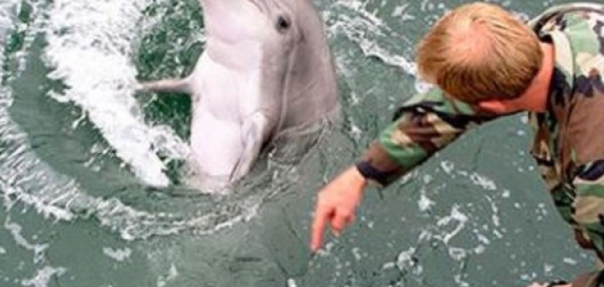 Морские зайцы-убийцы