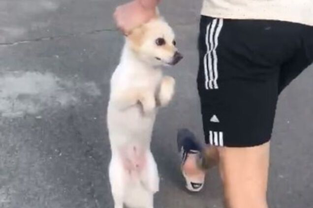 В Киеве неадекват избил собаку и девушку: опубликовано видео 